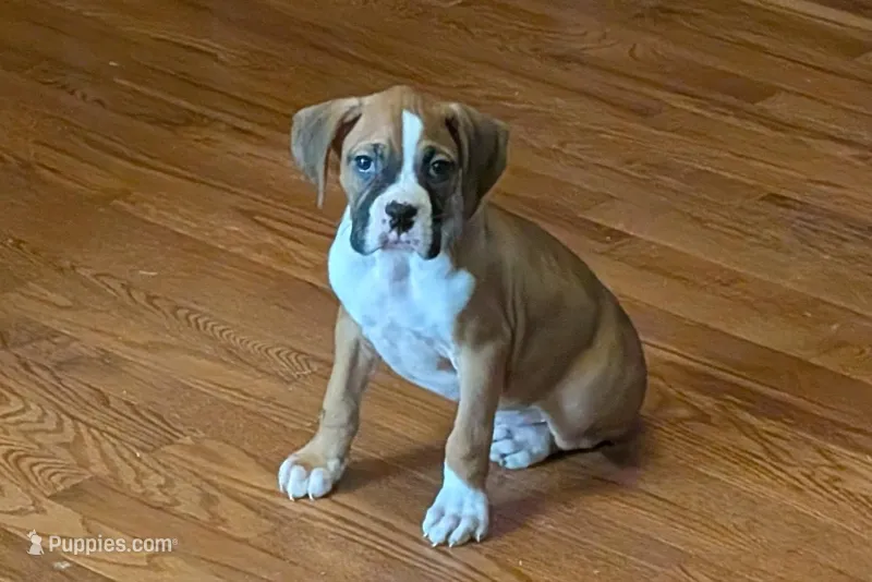 Jaxs – Boxer puppy for sale in Lebanon, MO