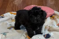Betty, a female Lhasapoo for sale in Lebanon, MO – Photo 4 of 10