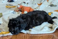 Betty, a female Lhasapoo for sale in Lebanon, MO – Photo 6 of 10