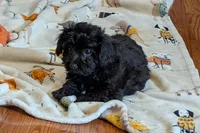 Betty, a female Lhasapoo for sale in Lebanon, MO – Photo 8 of 10