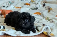 Betty, a female Lhasapoo for sale in Lebanon, MO – Photo 3 of 10