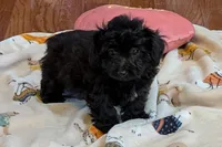 Betty, a female Lhasapoo for sale in Lebanon, MO – Photo 2 of 10