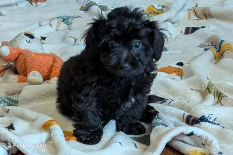Betty – Lhasapoo puppy for sale in Lebanon, MO
