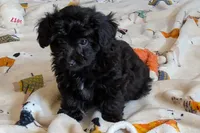 Betty, a female Lhasapoo for sale in Lebanon, MO – Photo 10 of 10