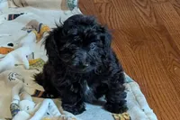 Betty, a female Lhasapoo for sale in Lebanon, MO – Photo 7 of 10