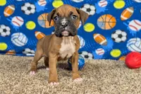 Lady A, a female Boxer for sale in Lebanon, MO – Photo 6 of 10