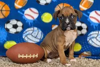 Lady A, a female Boxer for sale in Lebanon, MO – Photo 2 of 10