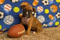 Lady A, a female Boxer for sale in Lebanon, MO – Photo 9 of 10