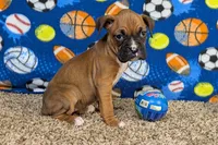 Lady A, a female Boxer for sale in Lebanon, MO – Photo 10 of 10