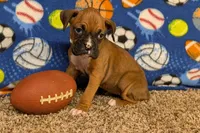 Lady A, a female Boxer for sale in Lebanon, MO – Photo 5 of 10