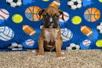 Lady A, a female Boxer for sale in Lebanon, MO – Photo 8 of 10