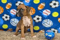Lady A, a female Boxer for sale in Lebanon, MO – Photo 3 of 10