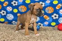 Lady A, a female Boxer for sale in Lebanon, MO – Photo 7 of 10