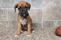 Bubbles, a female Boxer for sale in Lebanon, MO – Photo 6 of 7