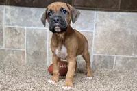Bubbles, a female Boxer for sale in Lebanon, MO – Photo 4 of 7