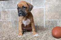 Bubbles, a female Boxer for sale in Lebanon, MO – Photo 3 of 7