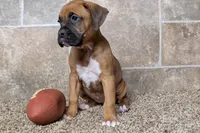 Bubbles, a female Boxer for sale in Lebanon, MO – Photo 2 of 7
