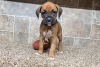 Bubbles, a female Boxer for sale in Lebanon, MO – Photo 7 of 7