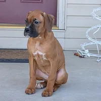 Queen, a female Boxer for sale in Lebanon, MO – Photo 1 of 7