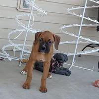 Queen, a female Boxer for sale in Lebanon, MO – Photo 5 of 7