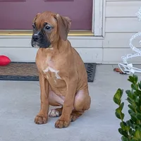 Queen, a female Boxer for sale in Lebanon, MO – Photo 3 of 7