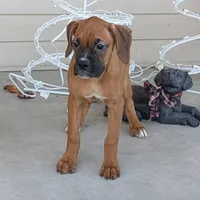 Queen, a female Boxer for sale in Lebanon, MO – Photo 6 of 7