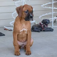 Queen, a female Boxer for sale in Lebanon, MO – Photo 2 of 7