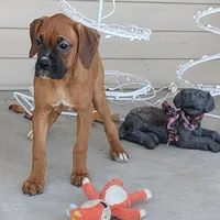 Queen, a female Boxer for sale in Lebanon, MO – Photo 4 of 7