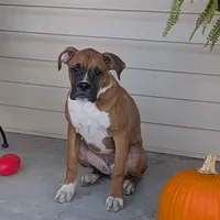 Bud, a male Boxer for sale in Lebanon, MO – Photo 8 of 10