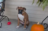 processed/5c194308-8b77-4470-9c79-7e4ecf8a469c/listing/4d8bf5f0-4fed-4367-bcd2-462fe4e1e296/3cc05f0e-5bde-4004-b4f7-9fd14af7db56