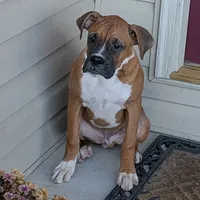 Bud, a male Boxer for sale in Lebanon, MO – Photo 3 of 10