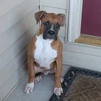Bud, a male Boxer for sale in Lebanon, MO – Photo 2 of 10