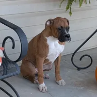 Bud, a male Boxer for sale in Lebanon, MO – Photo 6 of 10