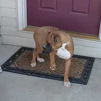Bud, a male Boxer for sale in Lebanon, MO – Photo 9 of 10