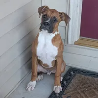 Bud, a male Boxer for sale in Lebanon, MO – Photo 4 of 10