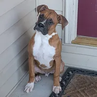 Bud, a male Boxer for sale in Lebanon, MO – Photo 1 of 10