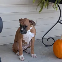 Bud, a male Boxer for sale in Lebanon, MO – Photo 7 of 10