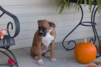 processed/5c194308-8b77-4470-9c79-7e4ecf8a469c/listing/4d8bf5f0-4fed-4367-bcd2-462fe4e1e296/a3deeb99-0460-4680-b229-e7e23177bcf4