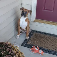 Bud, a male Boxer for sale in Lebanon, MO – Photo 10 of 10