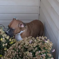 Bud, a male Boxer for sale in Lebanon, MO – Photo 5 of 10