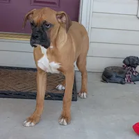 Tank, a male Boxer for sale in Lebanon, MO – Photo 6 of 10