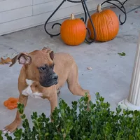 Tank, a male Boxer for sale in Lebanon, MO – Photo 4 of 10