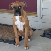 Tank, a male Boxer for sale in Lebanon, MO – Photo 5 of 10