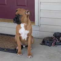 Tank, a male Boxer for sale in Lebanon, MO – Photo 3 of 10