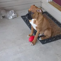 Tank, a male Boxer for sale in Lebanon, MO – Photo 10 of 10