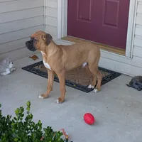 Tank, a male Boxer for sale in Lebanon, MO – Photo 9 of 10