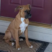 Tank, a male Boxer for sale in Lebanon, MO – Photo 2 of 10