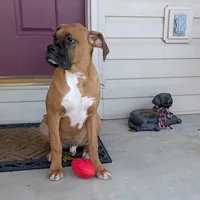 Tank, a male Boxer for sale in Lebanon, MO – Photo 8 of 10