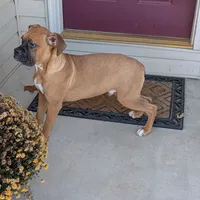 Tank, a male Boxer for sale in Lebanon, MO – Photo 7 of 10
