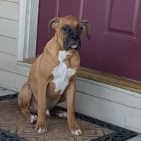 Tank, a male Boxer for sale in Lebanon, MO – Photo 1 of 10